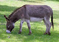 Thou shalt not covet thy neighbor's donkey.