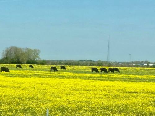 Cajun prairie spring